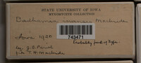 Badhamia iowensis image